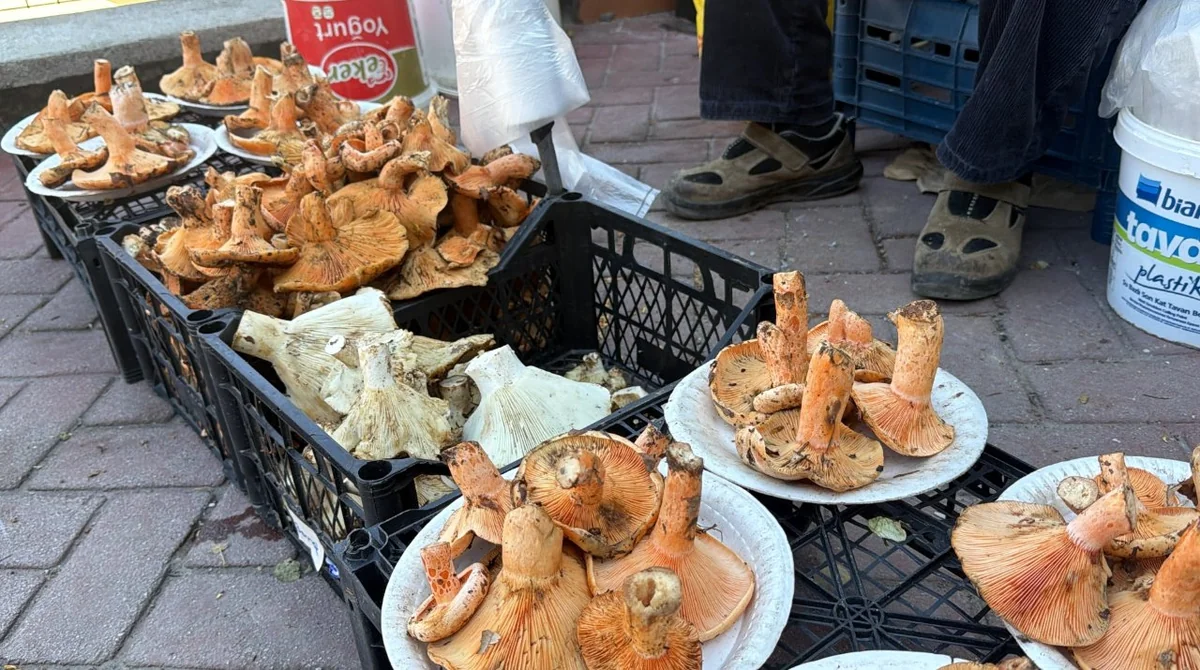 Ormana akın başladı! Kova kova topluyorlar, kilosu 600 TL'ye satılıyor