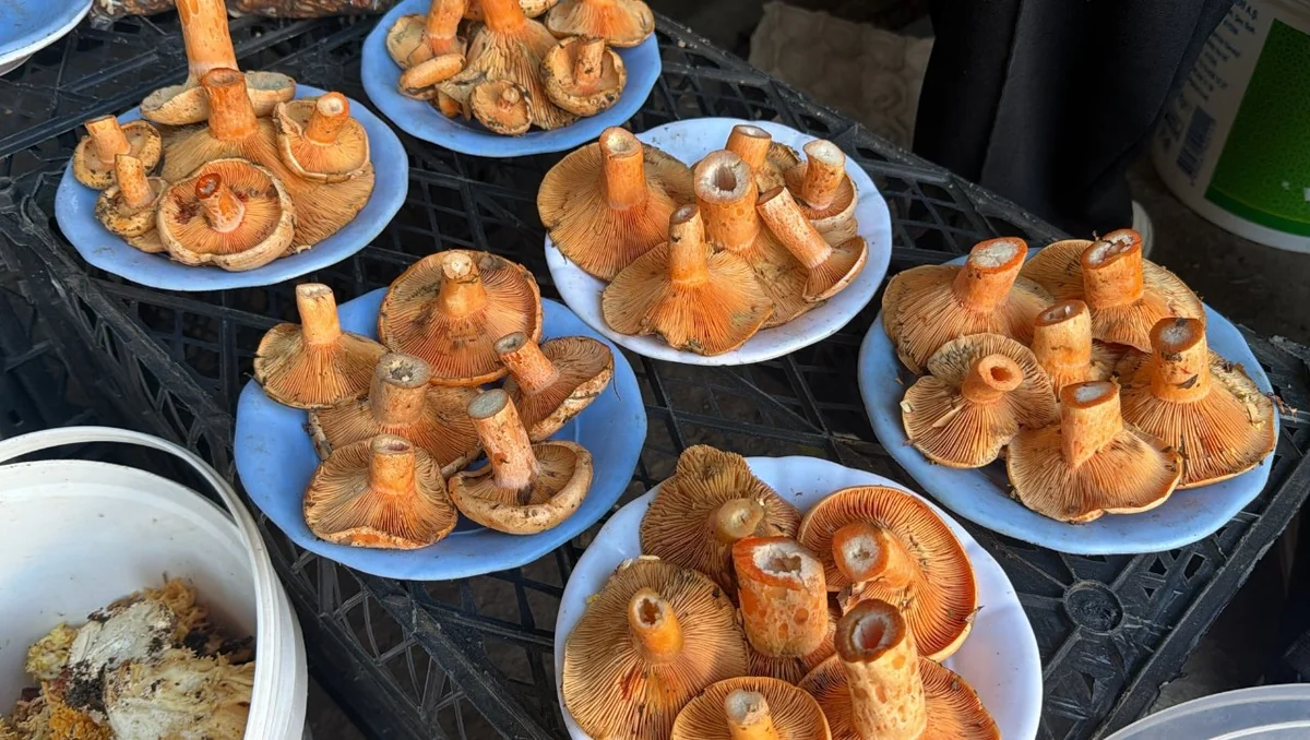 Ormana akın başladı! Kova kova topluyorlar, kilosu 600 TL'ye satılıyor