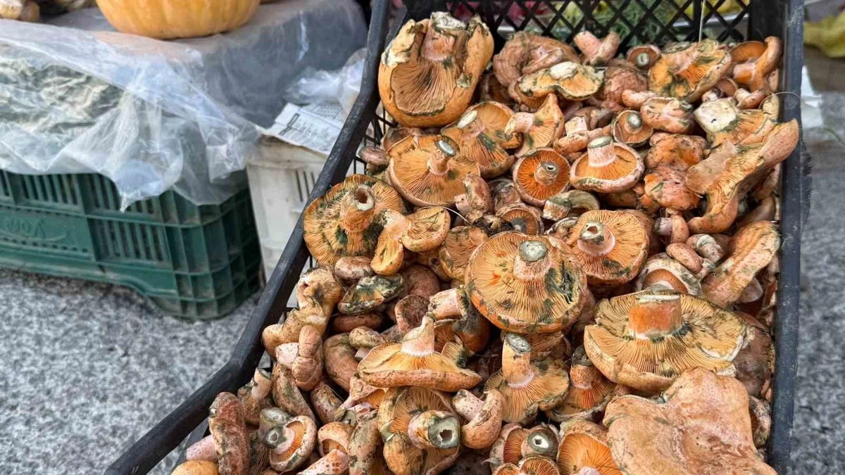 Muğla Menteşe'de sezonun ilk çıntarları tezgahlarda 500 TL'den satılıyor