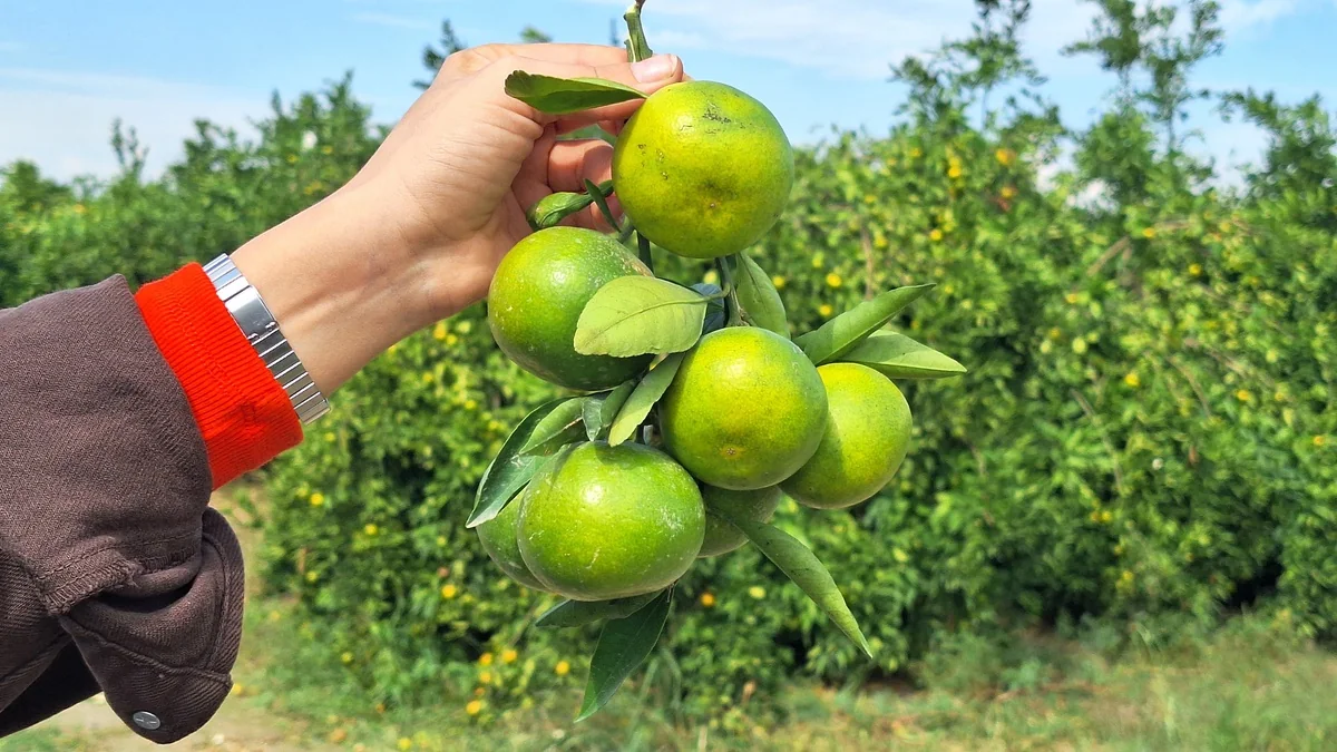 Adana'da erkenci mandalina hasadı başladı, TIR sıkıntısı boş TIR izniyle aşılacak