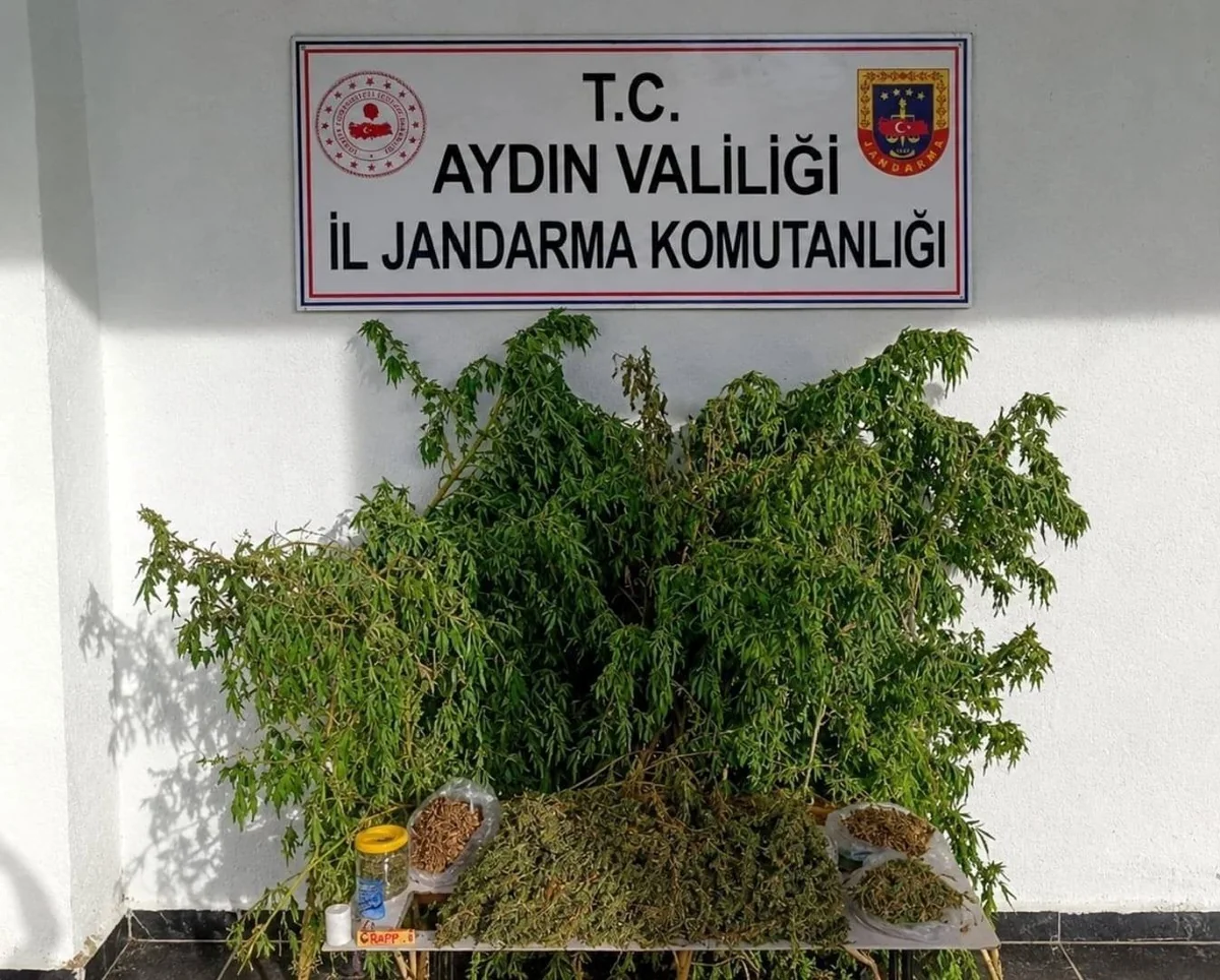Aydın İncirliova'da ev baskınında 3 bin 42 gram esrar ve 47 kök kenevir ele geçirildi