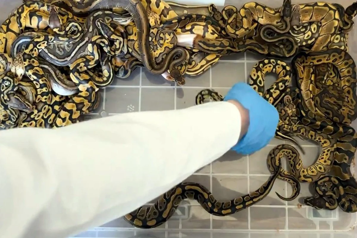 Kapıkule'de Türkiye'ye kaçırılmak istenen 67 canlı piton ele geçirildi