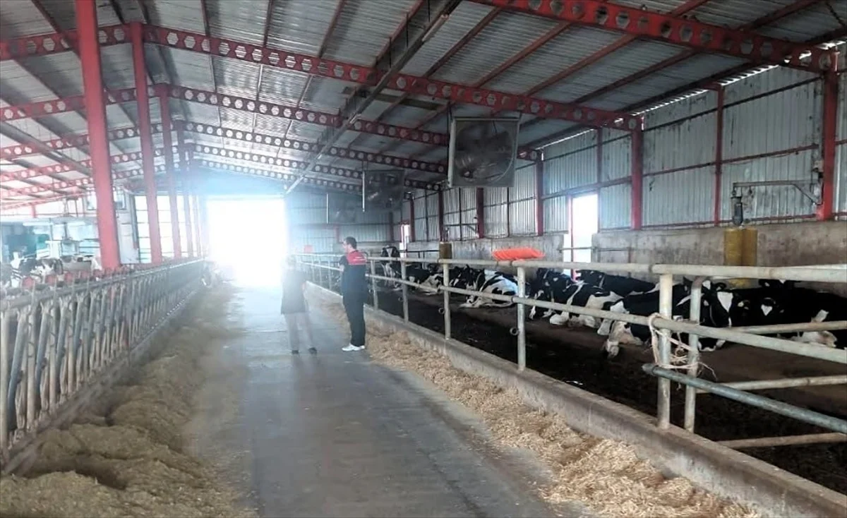 Kırklareli Pınarhisar'da hayvancılık işletmelerinde hayvan sağlığı denetlendi
