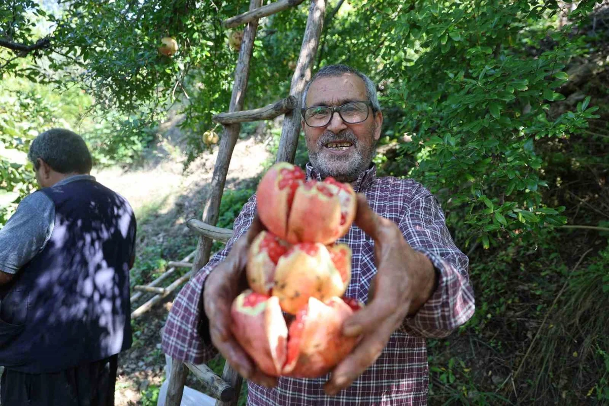 Adana Kozan'da coğrafi işaretli Kuytucak narı hasadı başladı, 350 ton bekleniyor