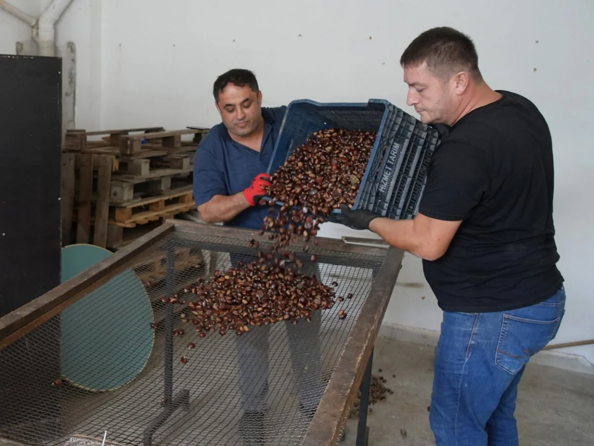 Hasat mesaisi başladı: Ormandan bedava toplanıyor! Kilosunu 350 liraya satıyorlar