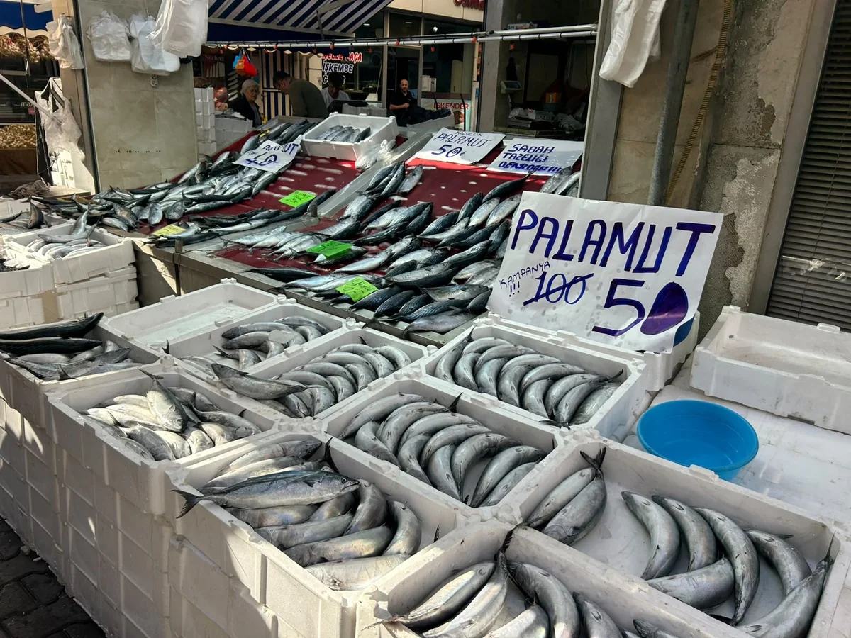 İnebolu'da palamut bolluğu yaşanıyor, tanesi 40 liraya kadar geriledi