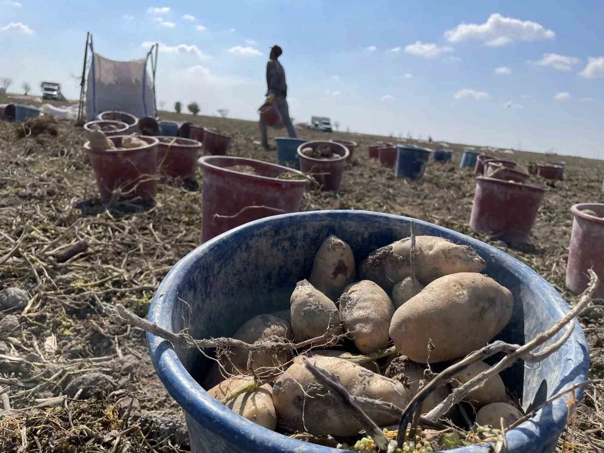 Konya'da üreticiler yerli patates tohumuyla dışa bağımlılığı azaltmayı hedefliyor