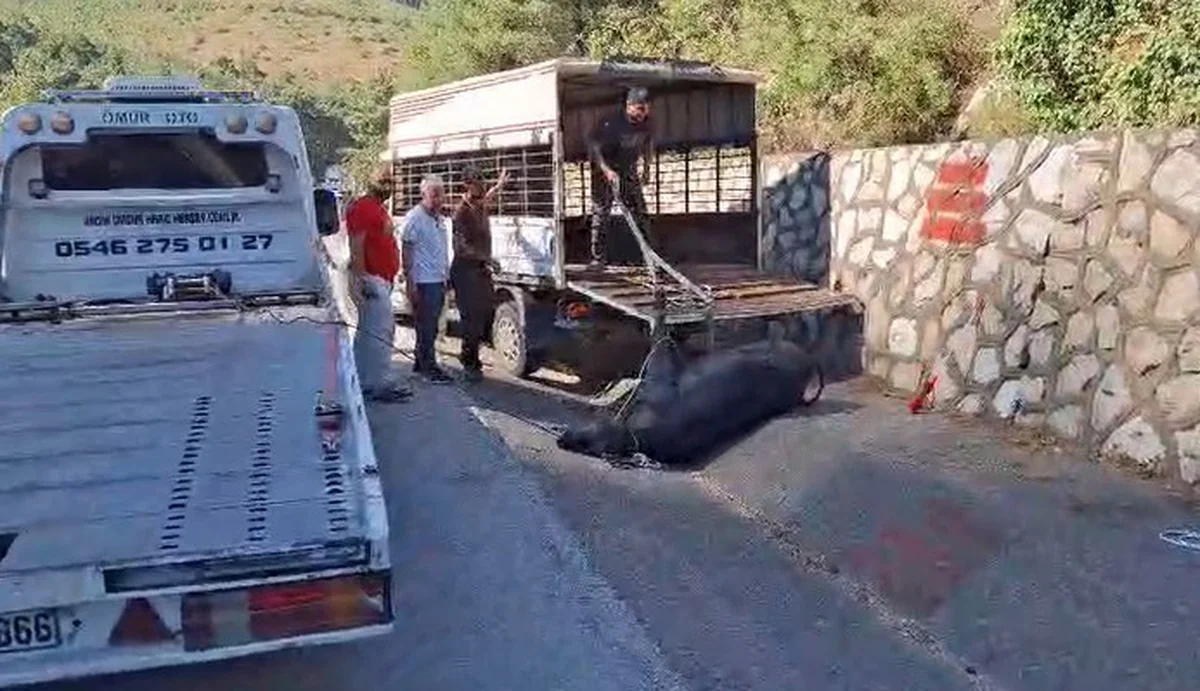Mersin Tarsus'ta kamyonetten düşen büyükbaş hayvan iki kez bayıltılıp götürüldü