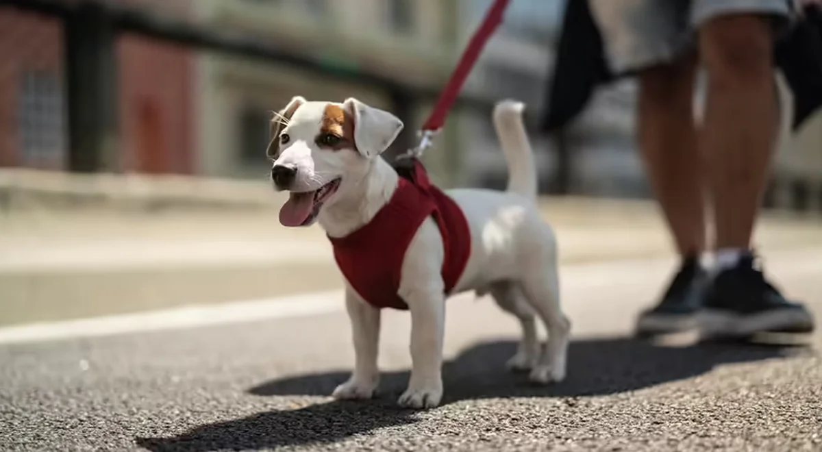 Almanya köpek vergisi ile milyonlarca euro gelir elde etti