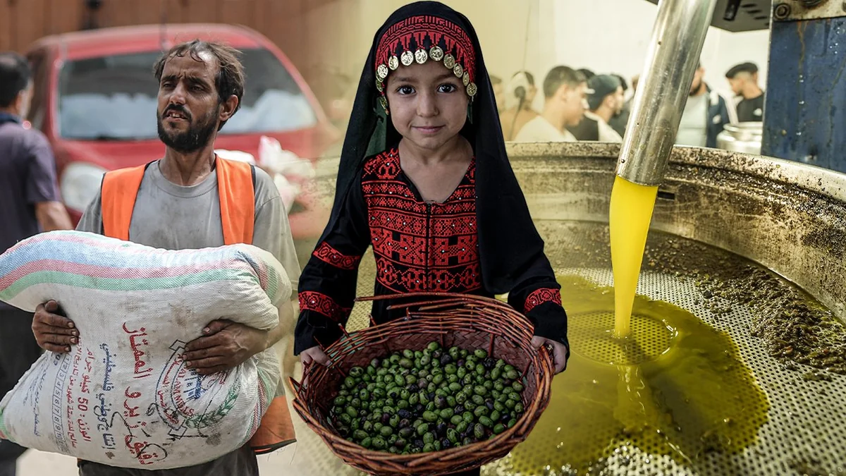 Dünyanın en kaliteli zeytinyağı... Gazze'de yüz güldüren hasat başladı