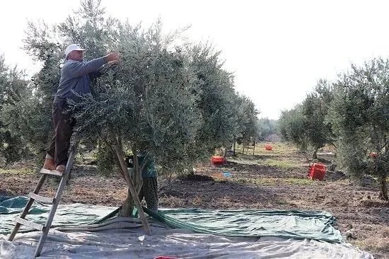 Zeytinde var yılı maliyete takılmasın! İşçilik arttı, ürünün bahçede kalma tehlikesi var