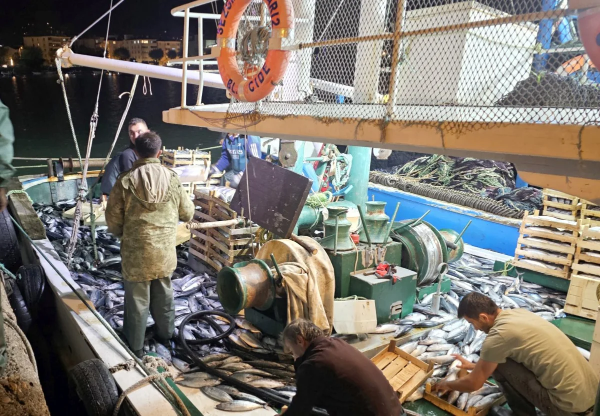 Karadeniz'de palamut bereketi! Sadece 3 saatte 1.500 kasa avladılar