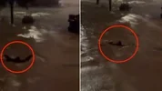 Sarıyer'de göle dönen caddede akıntıya kapılmamak için yüzdü