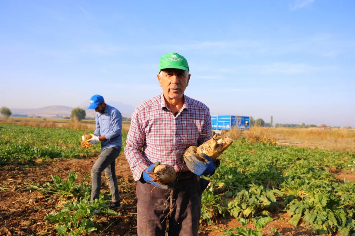 1 dönümden 10 ton verim! Bu yıl 500 bin ton ürün bekleniyor