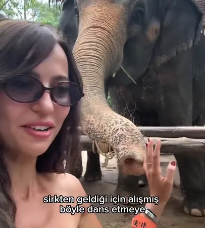 Tayland'da Sirkten Gelen Bir Fille Karşılaşan İçerik Üreticisi Filin Hikayesini Paylaştı