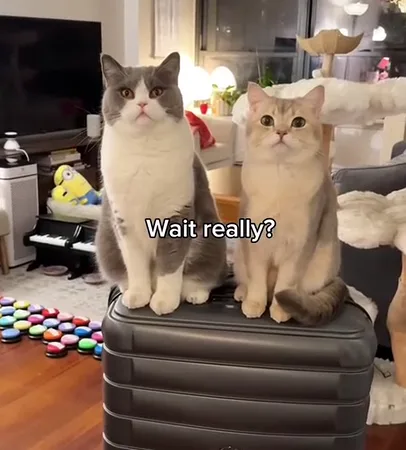 Bildiğiniz Bütün Seyahat Videolarını Unutun: Uçakla İstanbul'a Gelen İki Kedi Şehri Karış Karış Gezdi